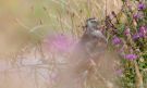 Eurasian Sparrowhawk, Denmark 14th of August 2020 Photo: Morten Scheller Jensen