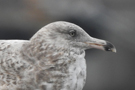 American Herring Gull, 2cy, Azores 10th of February 2019 Photo: Bjørn Frikke