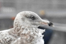 American Herring Gull, Azores 10th of February 2019 Photo: Bjørn Frikke
