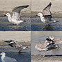 Caspian Gull, 1K - collage, Denmark 4th of September 2020 Photo: Allan Kjær Villesen