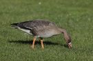 Greater White-fronted Goose, 1cy / 1K, Denmark 17th of October 2020 Photo: Birger Lønning