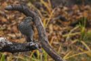 Eurasian Sparrowhawk, Denmark 21st of October 2020 Photo: Per Boye Svensson