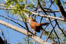Squirrel-Cuckoo, Costa Rica 22. februar 2020 Foto: Carl Bohn