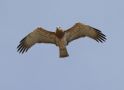 Short-toed Snake Eagle, Greece 13th of October 2020 Photo: Birthe Lindholm Pedersen