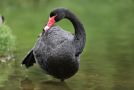 Black Swan, Black Swan; Cygnus atratus, Australia 12th of March 2019 Photo: Jakob Ugelvig Christiansen