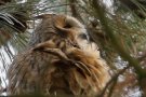 Long-eared Owl, En profile, Denmark 22nd of November 2020 Photo: Steen E. Jensen