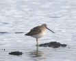 Long-billed Dowitcher, 1cy, Denmark 8th of December 2020 Photo: Hans Pinstrup