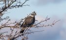 Common Wood Pigeon, Denmark 31st of January 2021 Photo: Carl Bohn