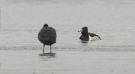 Ring-necked Duck, adult male, Denmark 2nd of February 2021 Photo: Kis Boel