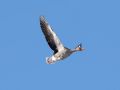 Greylag Goose, Denmark 13th of February 2021 Photo: Lars Birk