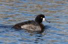 Greater Scaup, Denmark 14th of February 2021 Photo: Erik Biering