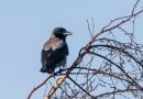 Hooded Crow, Denmark 13th of February 2021 Photo: Carl Bohn