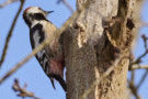 Middle Spotted Woodpecker, Fugl fra Draved, Denmark 26th of February 2021 Photo: Lars Gabrielsen
