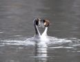 Great Crested Grebe, Parringsdans, Denmark 4th of March 2021 Photo: Klaus Dichmann