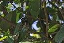 Chestnut-Backed Owlet, Sri Lanka 22nd of February 2019 Photo: Keld Jakobsen