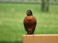 American Robin, USA 10th of July 2013 Photo: Carsten Holm Petersen