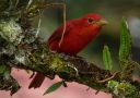 Summer Tanager, Summer tanager, Costa Rica 27th of February 2013 Photo: Keld Jakobsen
