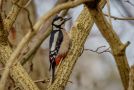 Great Spotted Woodpecker, Denmark 24th of February 2021 Photo: Steen Øllgaard