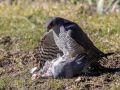 Eurasian Sparrowhawk, Denmark 21st of March 2021 Photo: Lars Birk