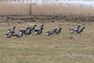 Brant Goose, Mørkbugede (ssp. bernicla), Denmark 26th of March 2021 Photo: Allan Kjær Villesen