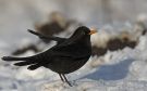 Common Blackbird, Denmark 14th of January 2021 Photo: Per Boye Svensson