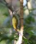Skælstrubet Grønspætte (Picus xanthopygaeus) Streak-throated Woodpecker, Nepal 6th of December 2019 Photo: Paul Patrick Cullen