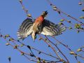 Great Spotted Woodpecker, han, Denmark 24th of April 2021 Photo: John Larsen