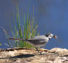 White Wagtail, Haps, Denmark 22nd of April 2021 Photo: Axel Mortensen