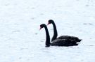Black Swan, Denmark 30th of April 2021 Photo: Niels Jørgen Hamann Andersen