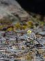 Citrine Wagtail, Denmark 2nd of May 2021 Photo: Mikkel Holck