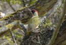 European Green Woodpecker, Han, Sweden 8th of May 2021 Photo: Erik Biering