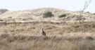 Eurasian Curlew, Fugle i landskabet., Denmark 9th of May 2021 Photo: Hans Henrik Larsen