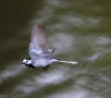 White Wagtail, Denmark 18th of May 2021 Photo: Axel Mortensen