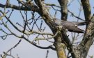Common Cuckoo, Denmark 18th of May 2021 Photo: Per Boye Svensson