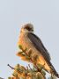 Red-footed Falcon, Denmark 5th of June 2021 Photo: Mikkel Thorup