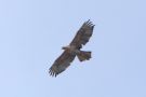 Bonelli's Eagle, Denmark 5th of June 2021 Photo: Thomas Garm Pedersen