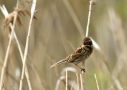 Common Reed Bunting, Denmark 16th of May 2021 Photo: Niels Jørgen Hamann Andersen