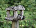 Great Spotted Woodpecker, Fodertid, Denmark 17th of June 2021 Photo: Klaus Dichmann