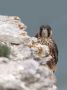 Peregrine Falcon, 1K, Denmark 12th of June 2021 Photo: Mikkel Holck