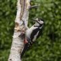 Great Spotted Woodpecker, Denmark 25th of May 2021 Photo: Per Boye Svensson