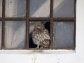 Little Owl, 2 ca. 40 dage gamle unger i et kuld på 6., Denmark 29th of June 2021 Photo: Klaus Dichmann