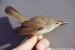 Blyth's Reed Warbler, Denmark 28th of May 1992 Photo: Per Kjær