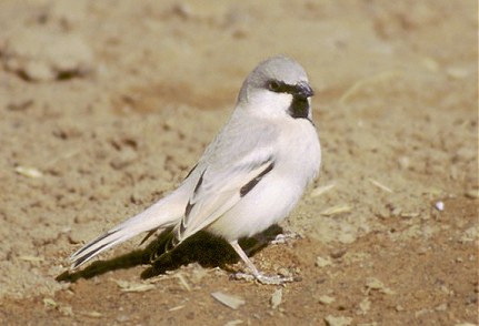 Desert Sparrow