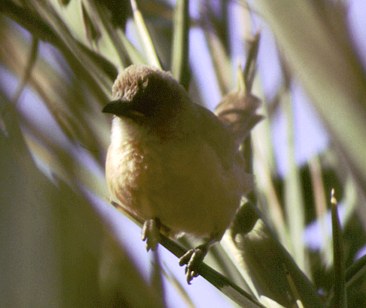 Fulvous Babbler in the small oasis village just N of Merzouga