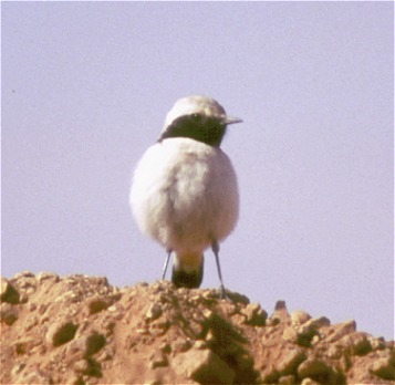 Mourning Wheatear