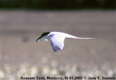 Roseate Tern