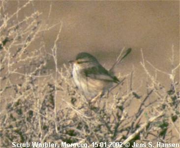 Scrub Warbler one of two!