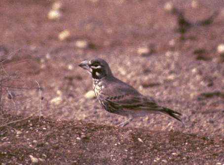 One of 21 Thick-billed 
  Larks at Tan Tan 96!