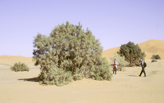 Looking for Tristram's Warbler