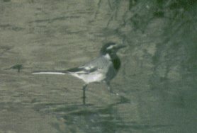 Moroccan White Wagtail